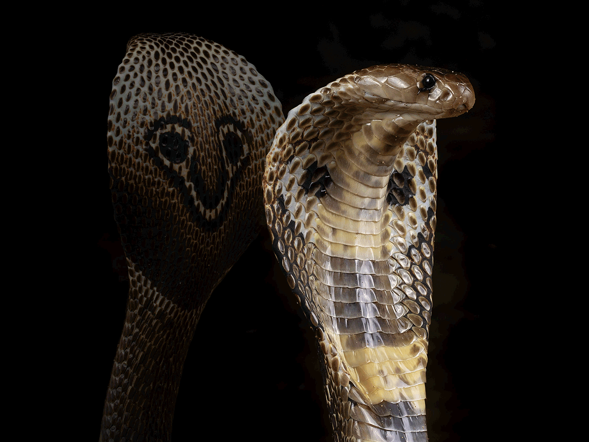  pápaszemes kobra